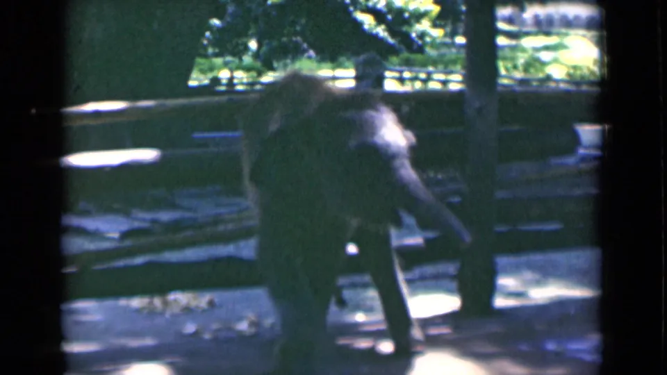 Young elephant in a shaded zoo enclosure in Calcutta, India, shown in soft 8mm color as it shifts position near railings.