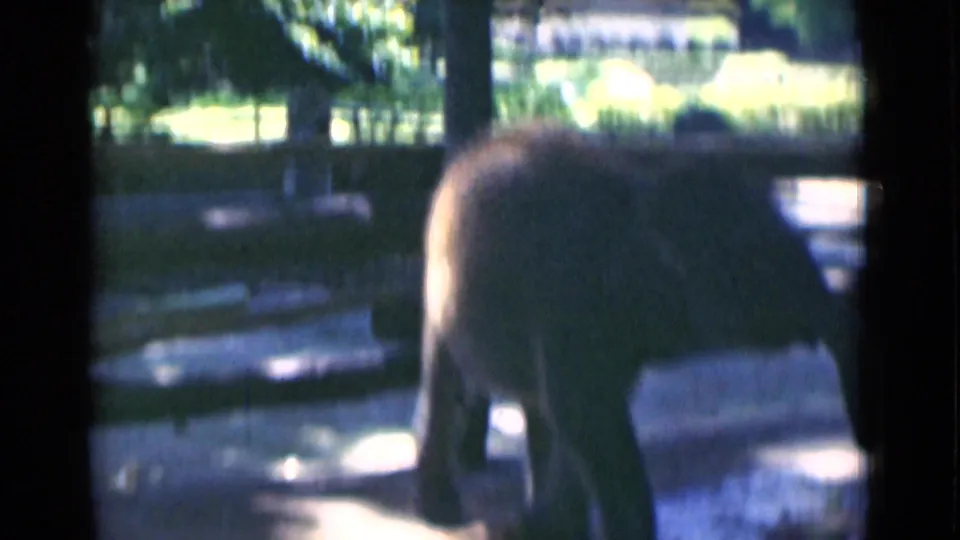 Young elephant partly leaving the frame in a 1946 Calcutta zoo enclosure, with sunlit trees and railings in the background.