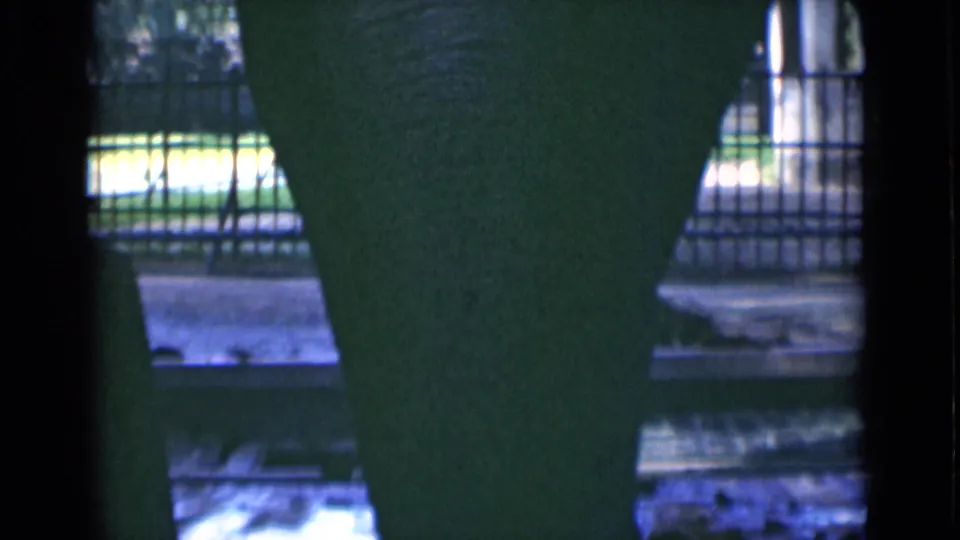 The elephant stands close to the camera view, largely blocked by dark vertical forms, with zoo fencing and ground visible behind.