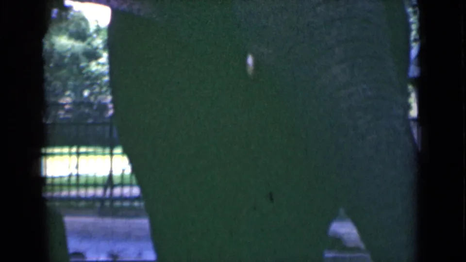 A close, shadowed view of the elephant's side and leg appears through barriers, with a metal fence and foliage at the edge of frame.