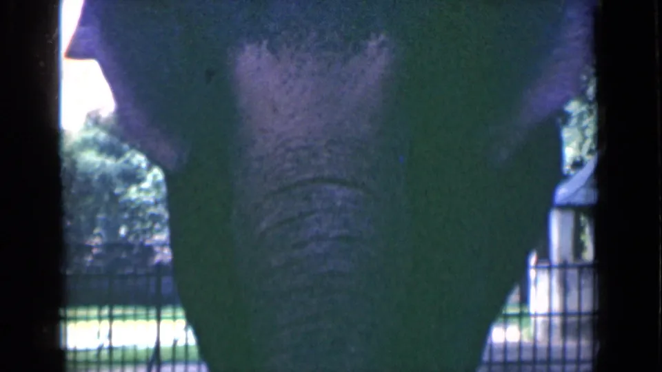 The elephant's head and trunk area are visible in shadow, framed by dark barriers with zoo fencing and trees beyond.