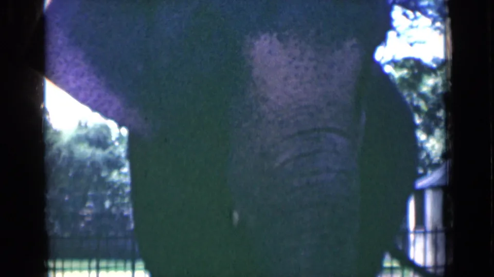 In supported 1946 Calcutta 8mm footage, an elephant faces the camera at close range, partly shadowed by the film gate and trees.