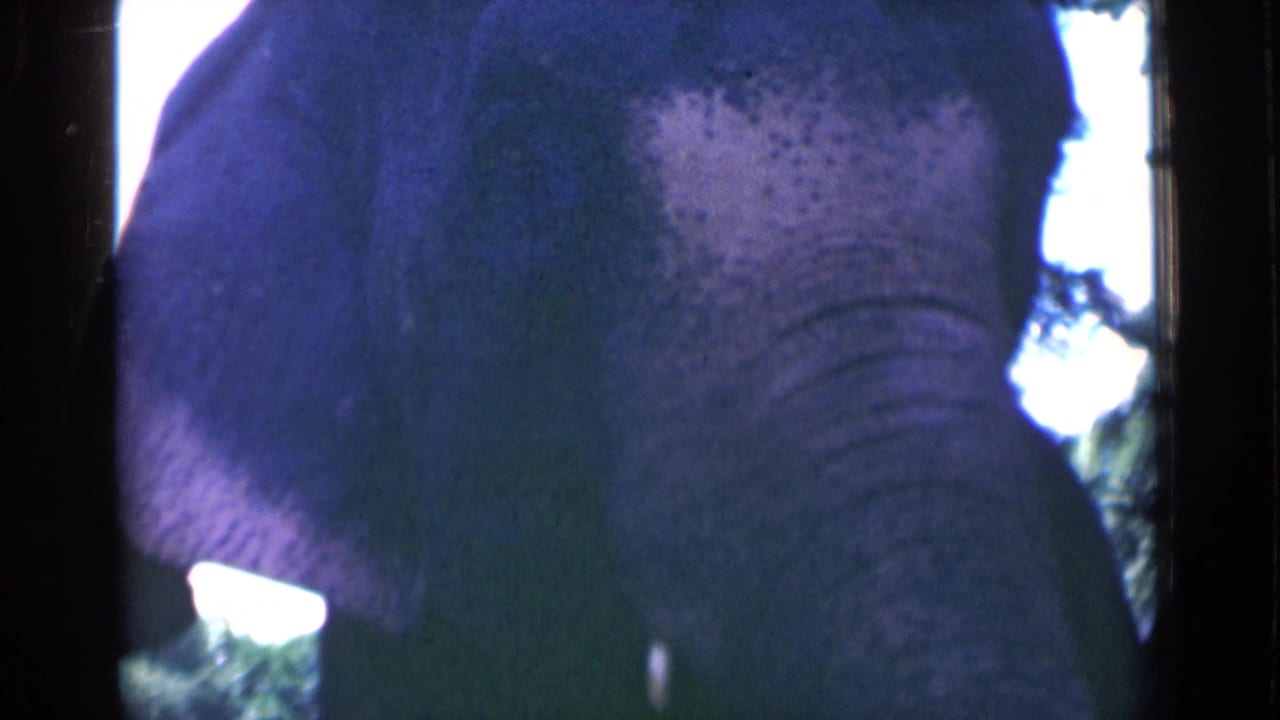 Close elephant head and trunk beside a bright sky opening and leafy background.