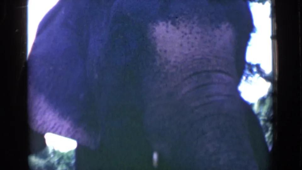 The elephant remains very near the lens, with its trunk, forehead wrinkles, and ear visible against bright sky and greenery.