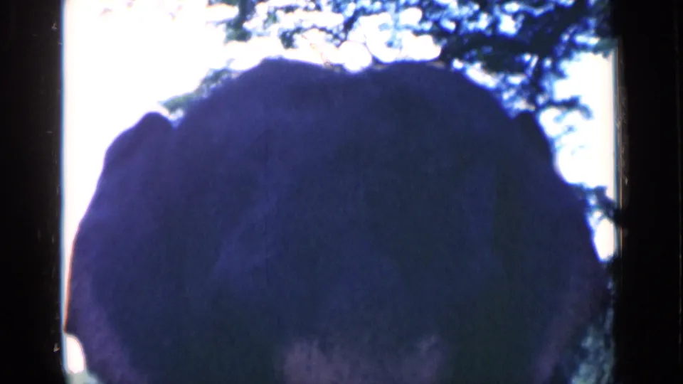 The elephant moves partly below the frame, leaving a dark close-up of its head and ear beneath bright sky and tree branches.