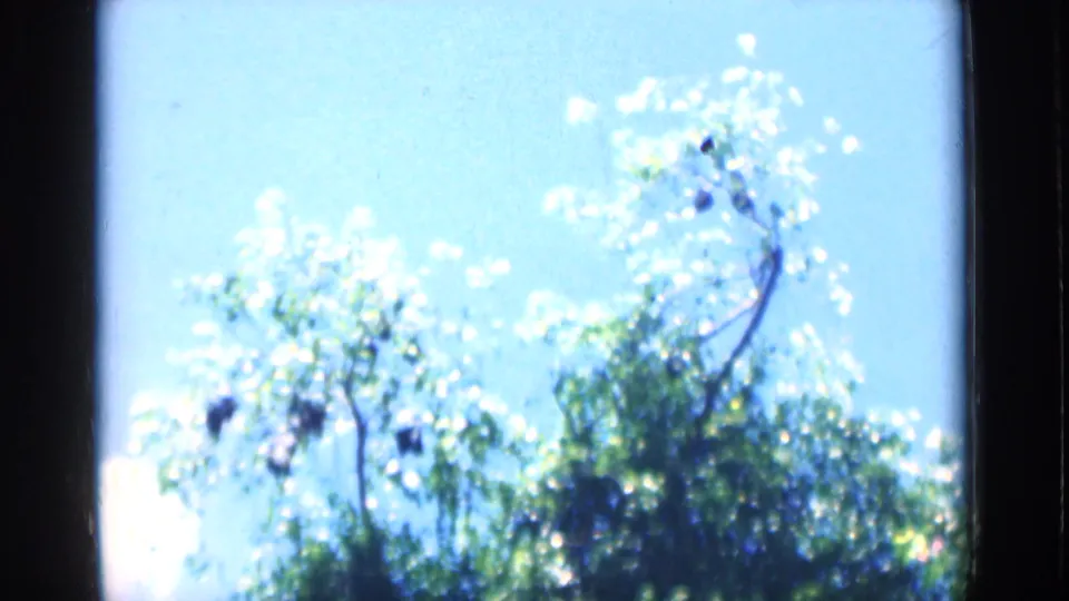 The final frame shows bright sky and sunlit treetops within the 8mm frame, with the elephant no longer clearly visible.