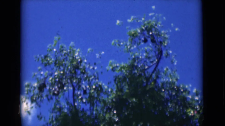 1946 Calcutta home-movie frame looking up at leafy branches and bright blue sky on 8mm film.