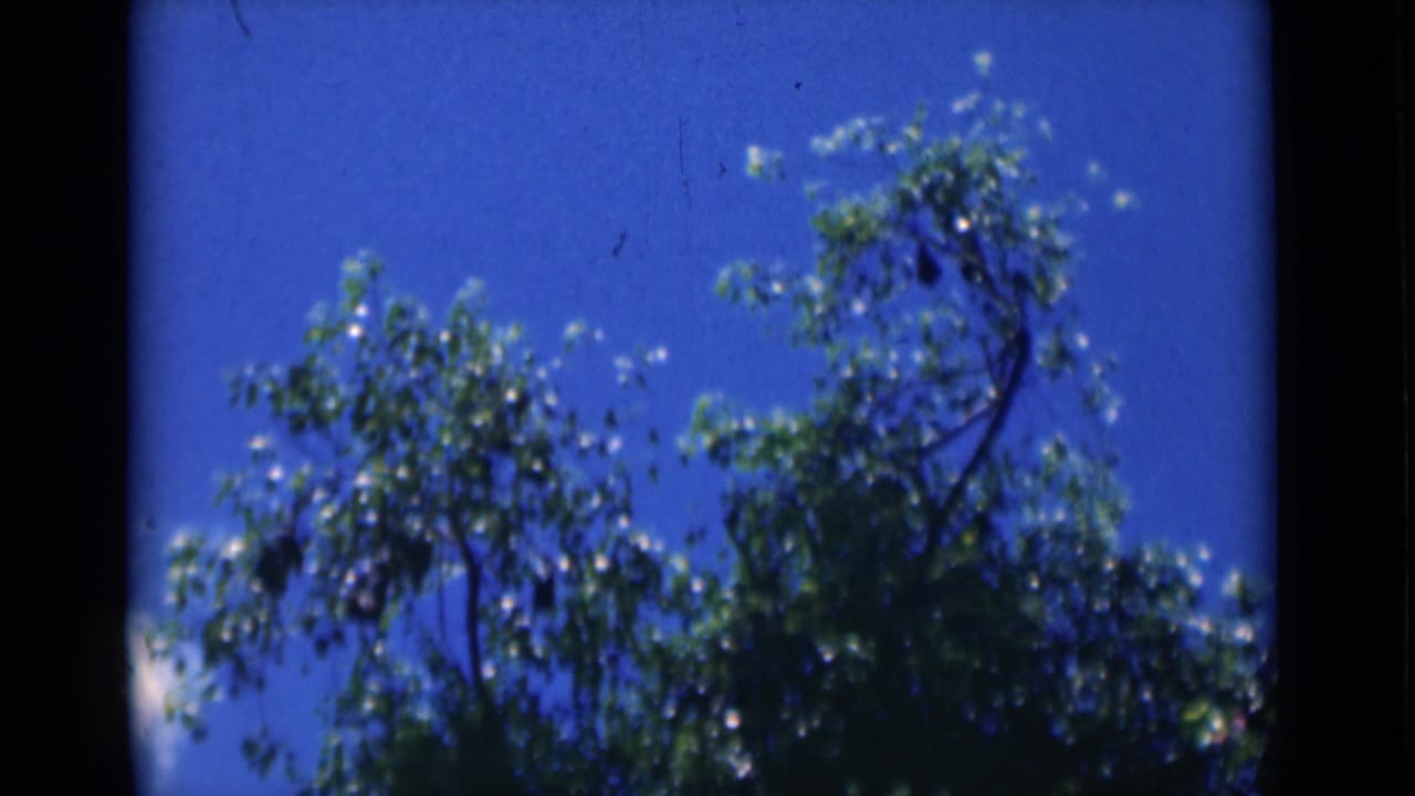 Tree foliage and branches silhouetted partly against a bright blue sky.