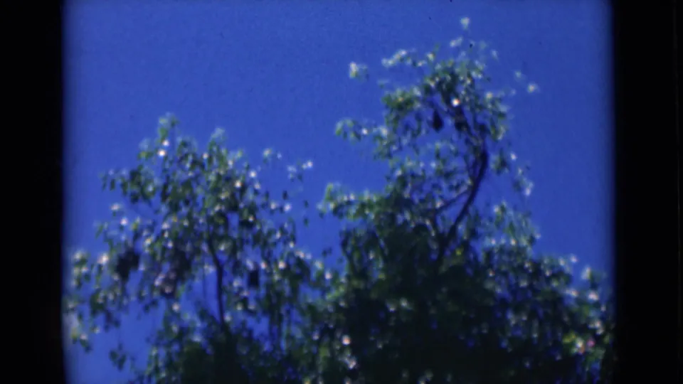 1946 Calcutta 8mm still showing leafy branches reaching into a bright blue sky.