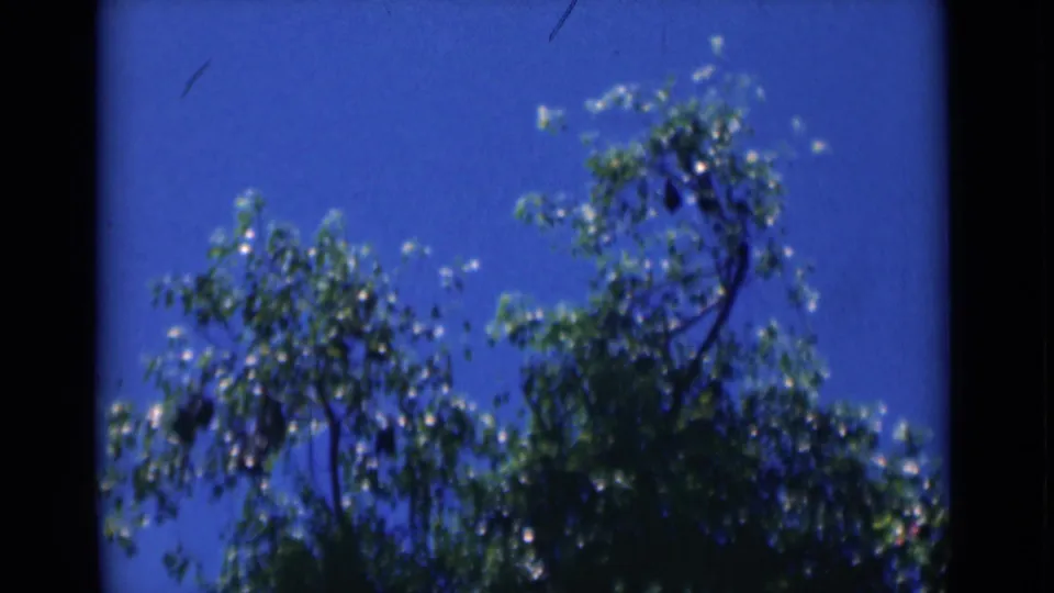 Archival home-movie frame from Calcutta showing treetop foliage and blue sky with visible 8mm texture.