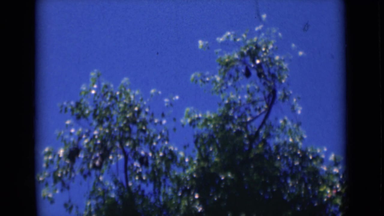 1946 Calcutta home-movie frame showing leafy tree branches silhouetted against saturated blue sky.