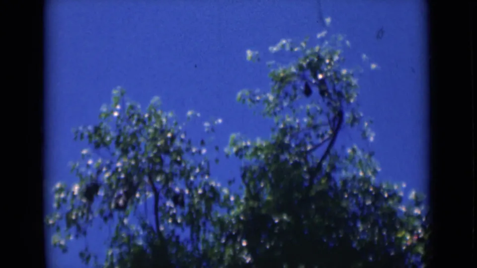 1946 Calcutta home-movie frame showing leafy tree branches silhouetted against saturated blue sky.