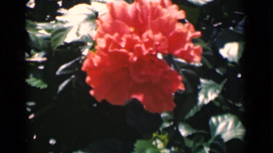 Red hibiscus flower in bloom among glossy green leaves, from 1946 Calcutta home-movie footage.