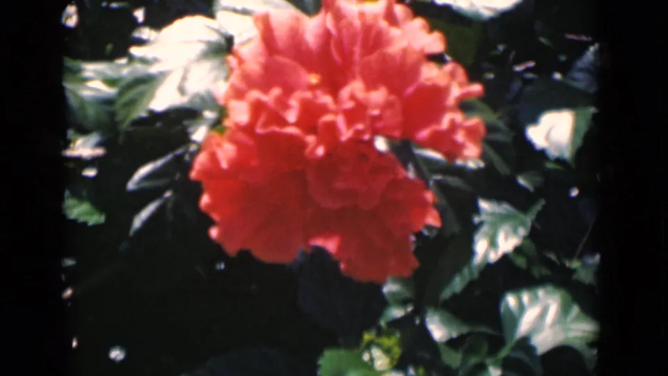 Close 8mm view of a red hibiscus bloom and surrounding foliage in Calcutta, India, 1946.