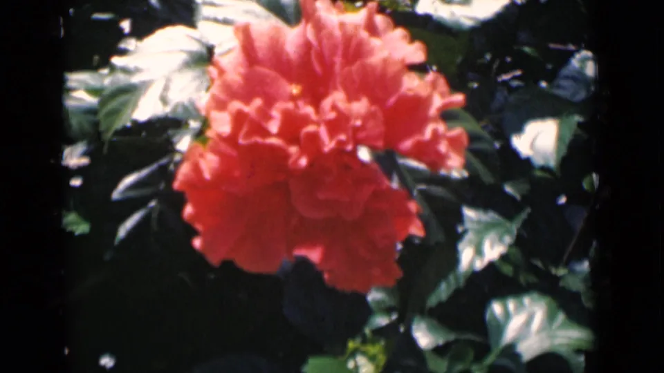 Centered red hibiscus bloom among dense leaves in 1946 Calcutta 8mm home-movie footage.
