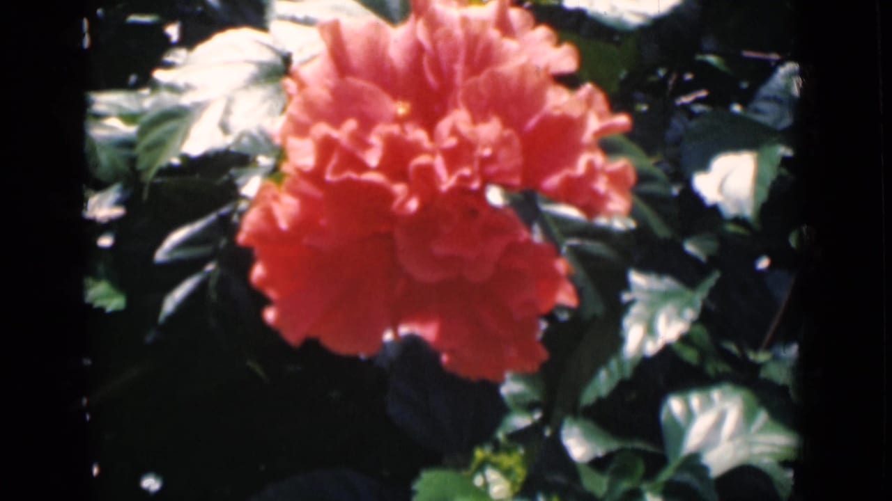 Coral ruffled flower among dark green leaves in bright sunlight.