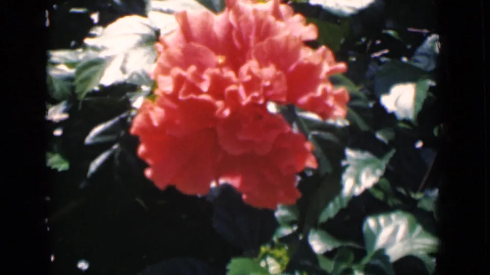 Coral hibiscus-like bloom among glossy leaves, from 1946 Calcutta 8mm home-movie footage.