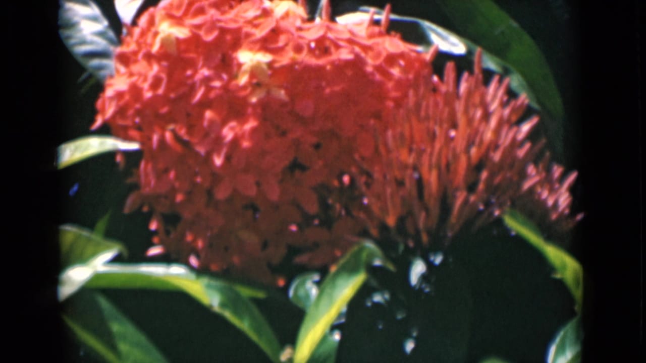 Dense coral-red flower cluster with glossy green leaves around it.