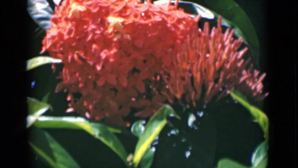 Clustered red blossoms, possibly Ixora, framed closely with broad leaves in 1946 Calcutta footage.