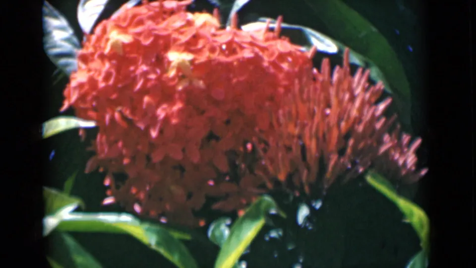 Coral-red flower head and green foliage in a close 1946 Calcutta 8mm garden shot.