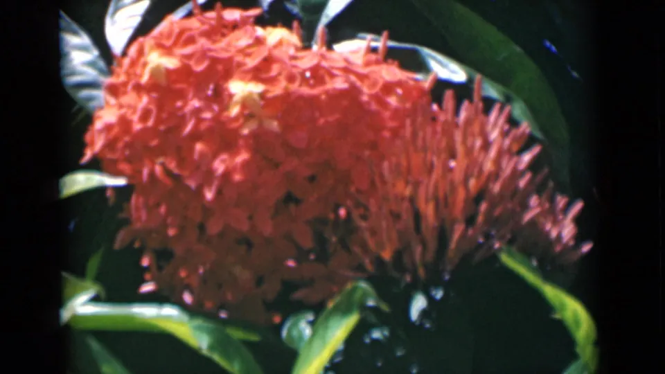 Red tropical-looking flower fills the frame with glossy green leaves in 1946 Calcutta home-movie footage.