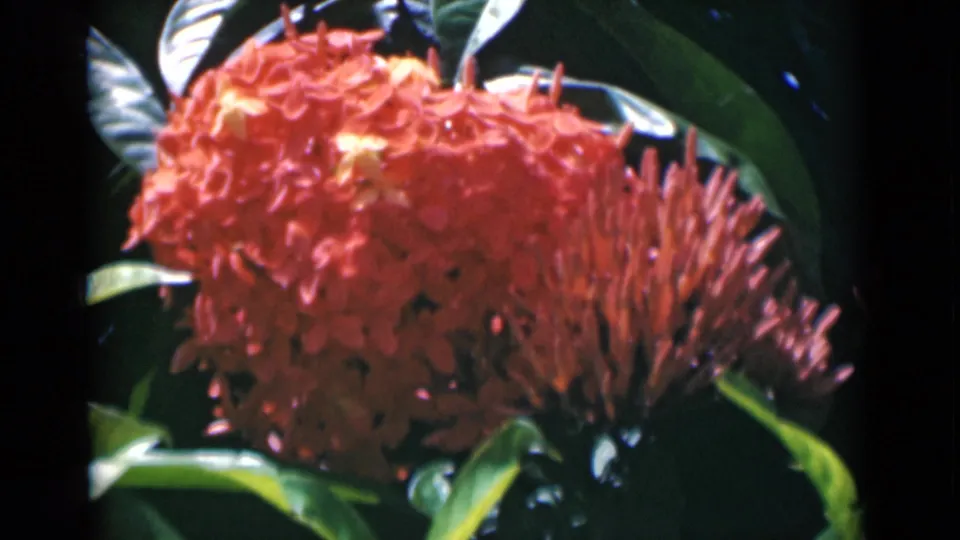 A red flowering cluster remains in close-up, with leaves and soft 8mm color texture visible in the Calcutta clip.