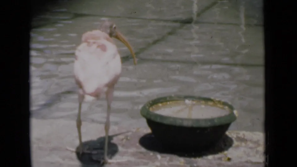 Pink long-legged bird stands near a shallow bowl on paved ground in 1946 Calcutta home-movie footage.