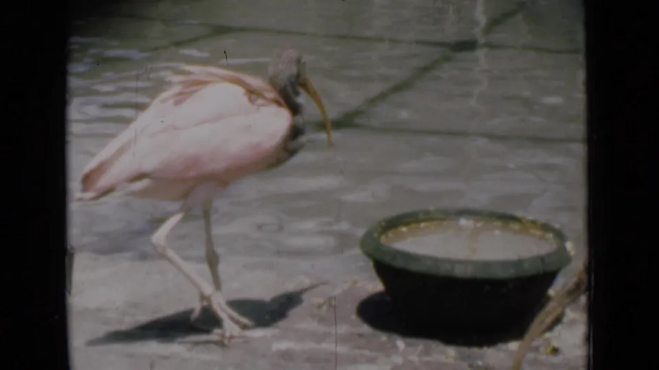 A pink long-legged bird walks past a shallow bowl, casting a shadow in the 1946 Calcutta footage.