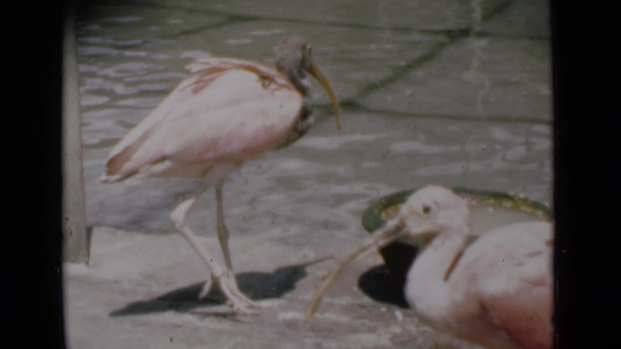 1946 Calcutta 8mm frame showing two pale pink ibises on a paved park surface beside water, with one bird standing and another partly foregrounded.