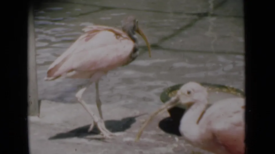 1946 Calcutta 8mm frame showing two pale pink ibises on a paved park surface beside water, with one bird standing and another partly foregrounded.