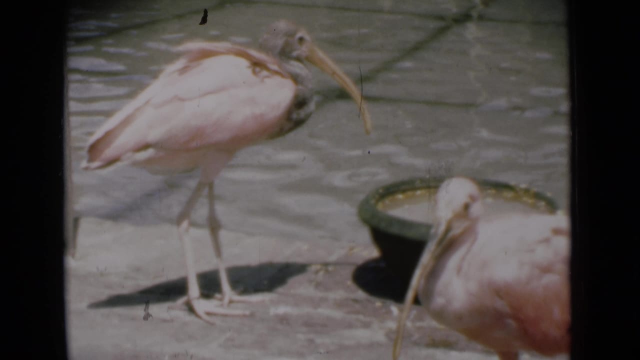 A pink ibis stands beside a round basin while another bird is cropped at the right edge.