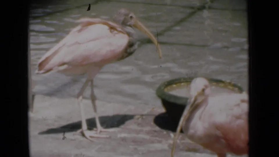 1946 Calcutta home-movie frame with a pink ibis standing near a round water basin and a second ibis cropped in the foreground.