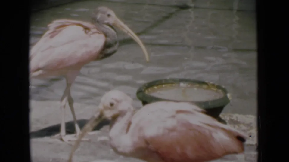 1946 Calcutta 8mm frame showing two pink ibises close together near a round basin, with the foreground bird bending low.