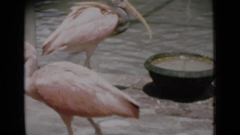 1946 Calcutta home-movie frame with one pink ibis crossing the foreground while another stands near a round water basin.