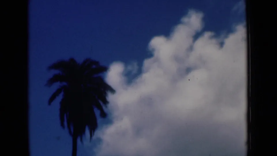 Home-movie frame from the Calcutta clip showing a dark palm tree beneath soft white clouds and blue sky.