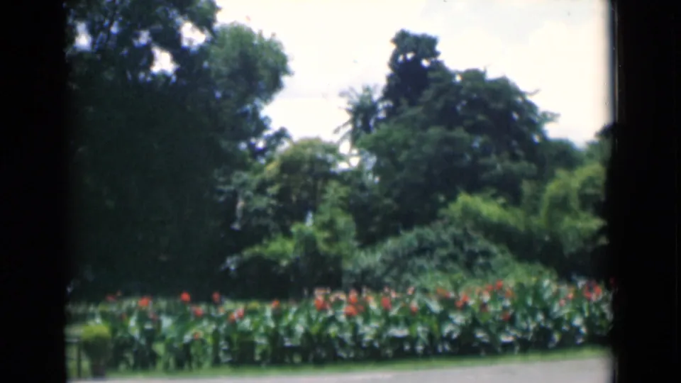 1946 Calcutta home-movie frame showing tropical foliage, red flowers, layered trees, and bright sky above.