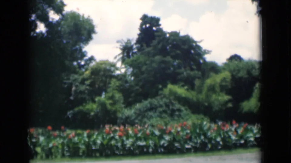 1946 Calcutta frame of a lush garden bed with red flowers, dense trees, palm foliage, and pale clouds.