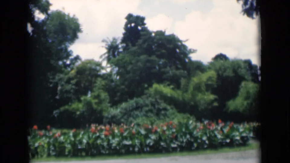 1946 Calcutta garden view with red-orange flowers, green foliage, a dirt path, tall trees, and cloudy sky on 8mm film.