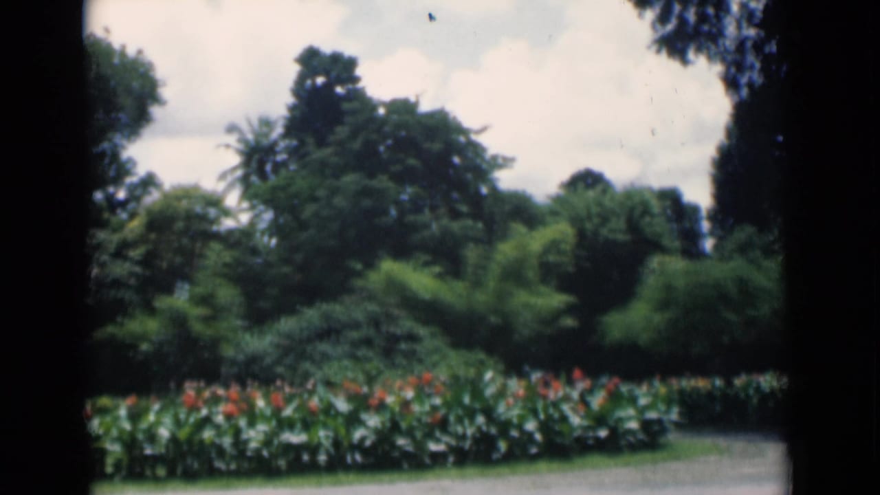 Curving garden path beside flowering plants and dense green trees.