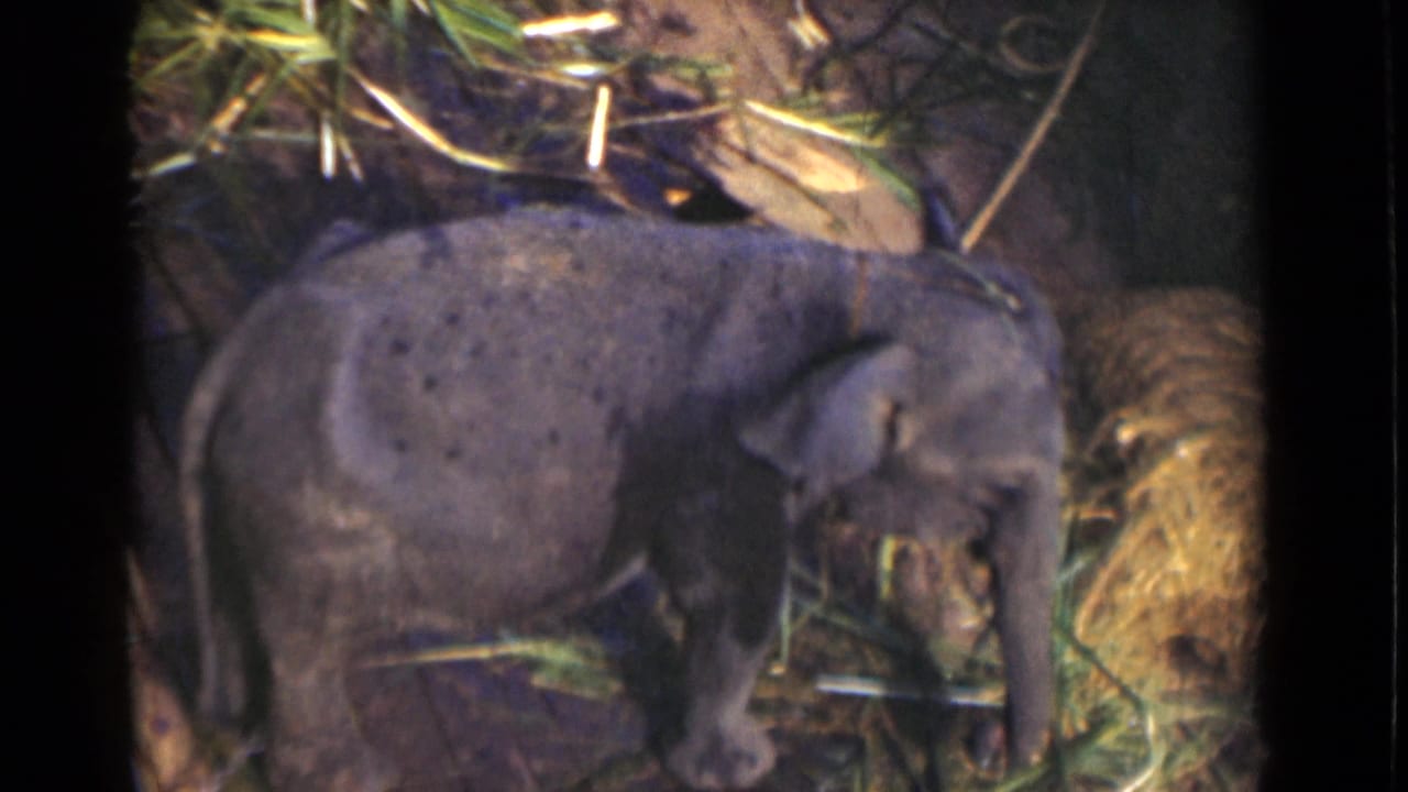 A young elephant is shown close-up feeding near hay and greenery, with soft 8mm color and low interior light.