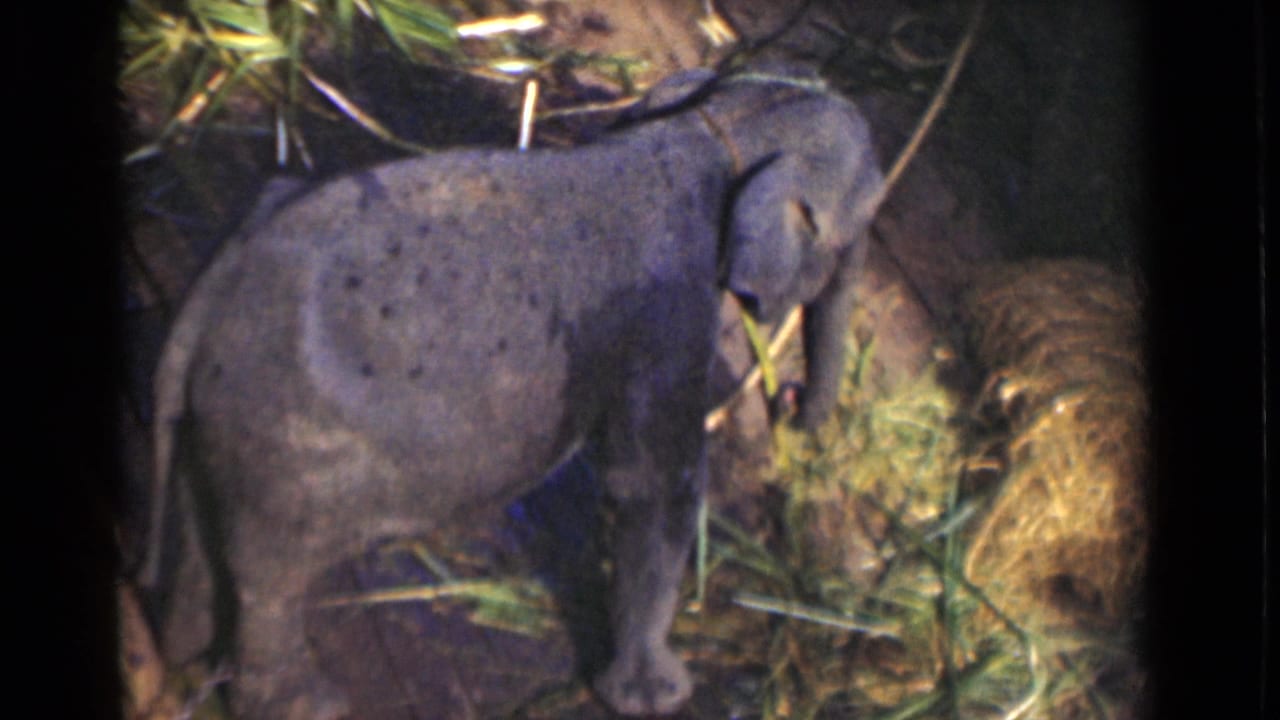 Close profile view of a young elephant feeding on hay and foliage, likely from the same 1946 Colombo home-movie sequence.