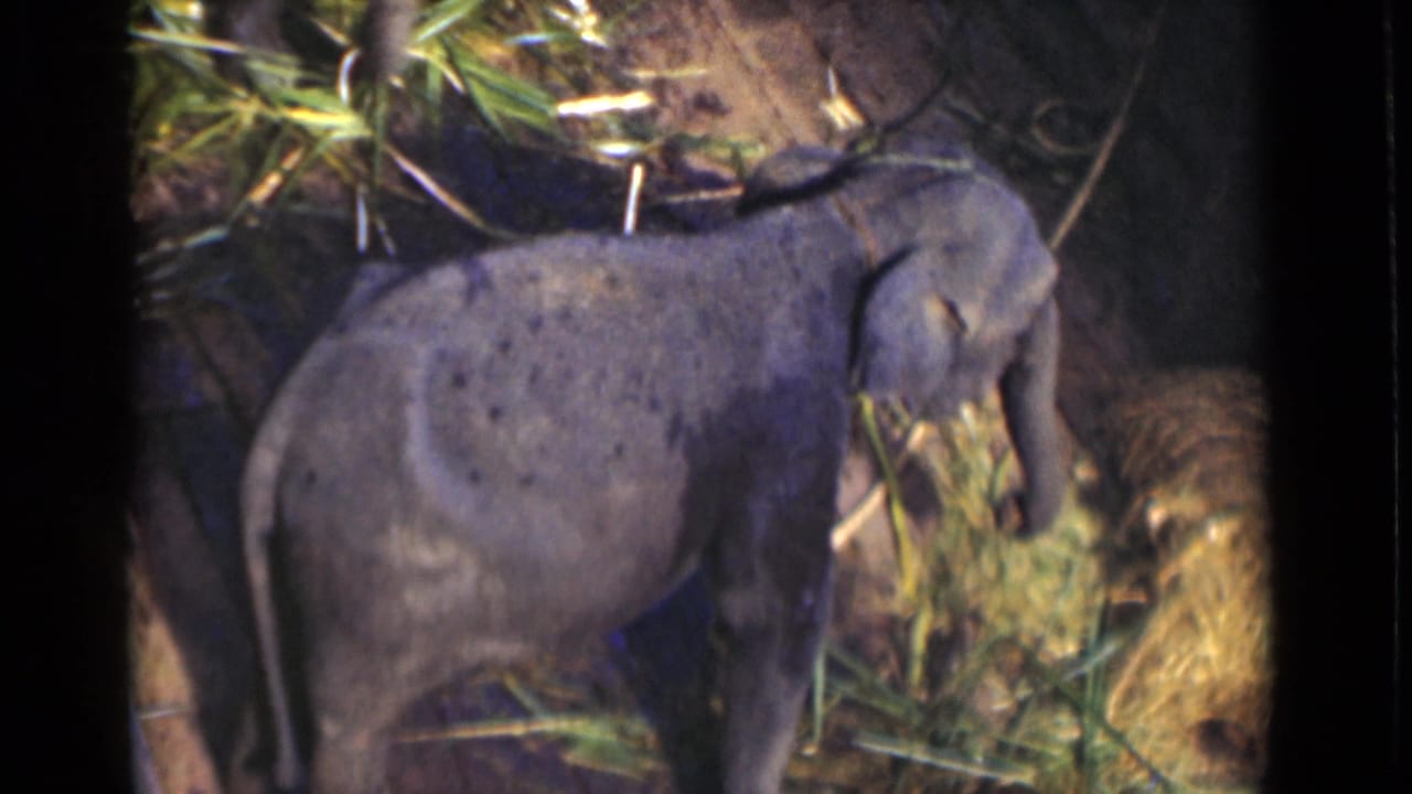 Young elephant standing in a wooden enclosure beside green bamboo stalks.