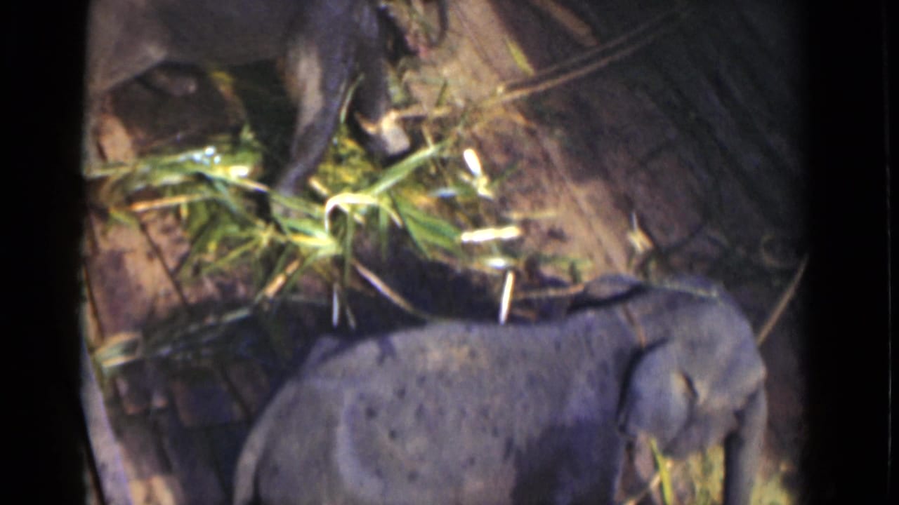 A young elephant in the Colombo 1946 clip stands side-on near bamboo within a dim wooden pen.