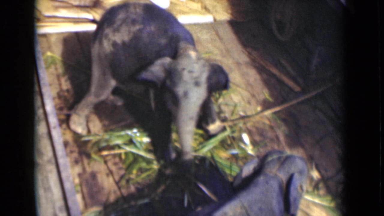 Two young elephants appear in a wooden enclosure, with one facing the camera near bamboo in 1946 Colombo footage.