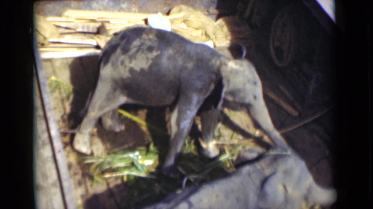 Two young elephants move close together over bamboo on the floor of a wooden pen in the 1946 Colombo clip.