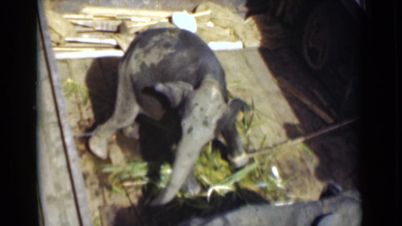 Young elephant in 1946 Colombo footage bends over green vegetation inside a small wooden enclosure.