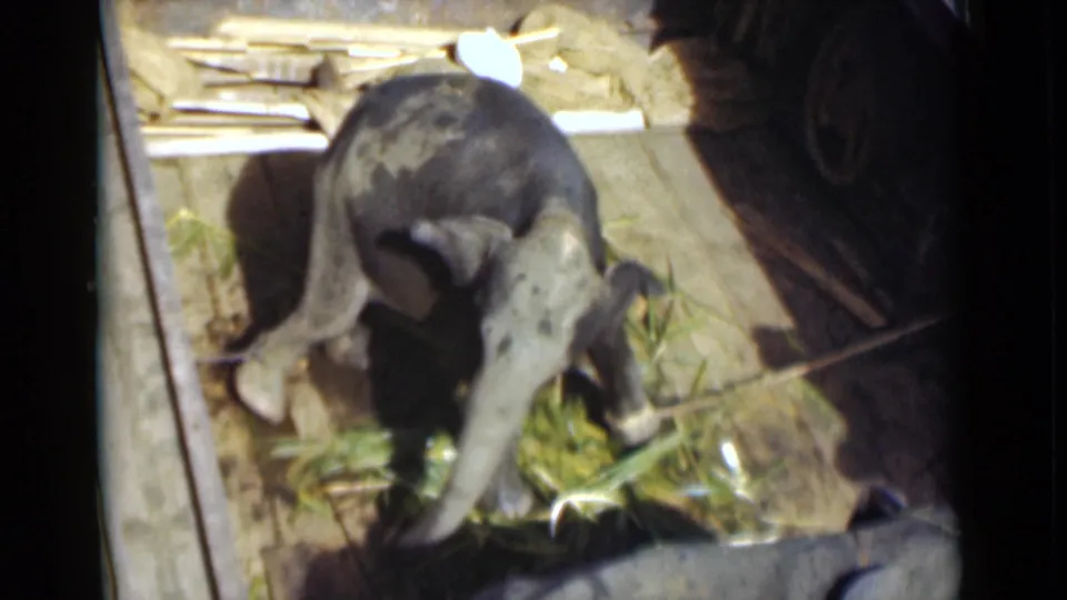 Young elephant in 1946 Colombo footage bends over green vegetation inside a small wooden enclosure.