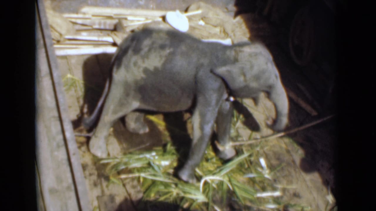 Young elephant appears to stand and turn over cut vegetation in a wooden pen in Colombo, Ceylon home-movie footage.