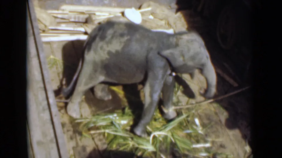 Young elephant appears to stand and turn over cut vegetation in a wooden pen in Colombo, Ceylon home-movie footage.