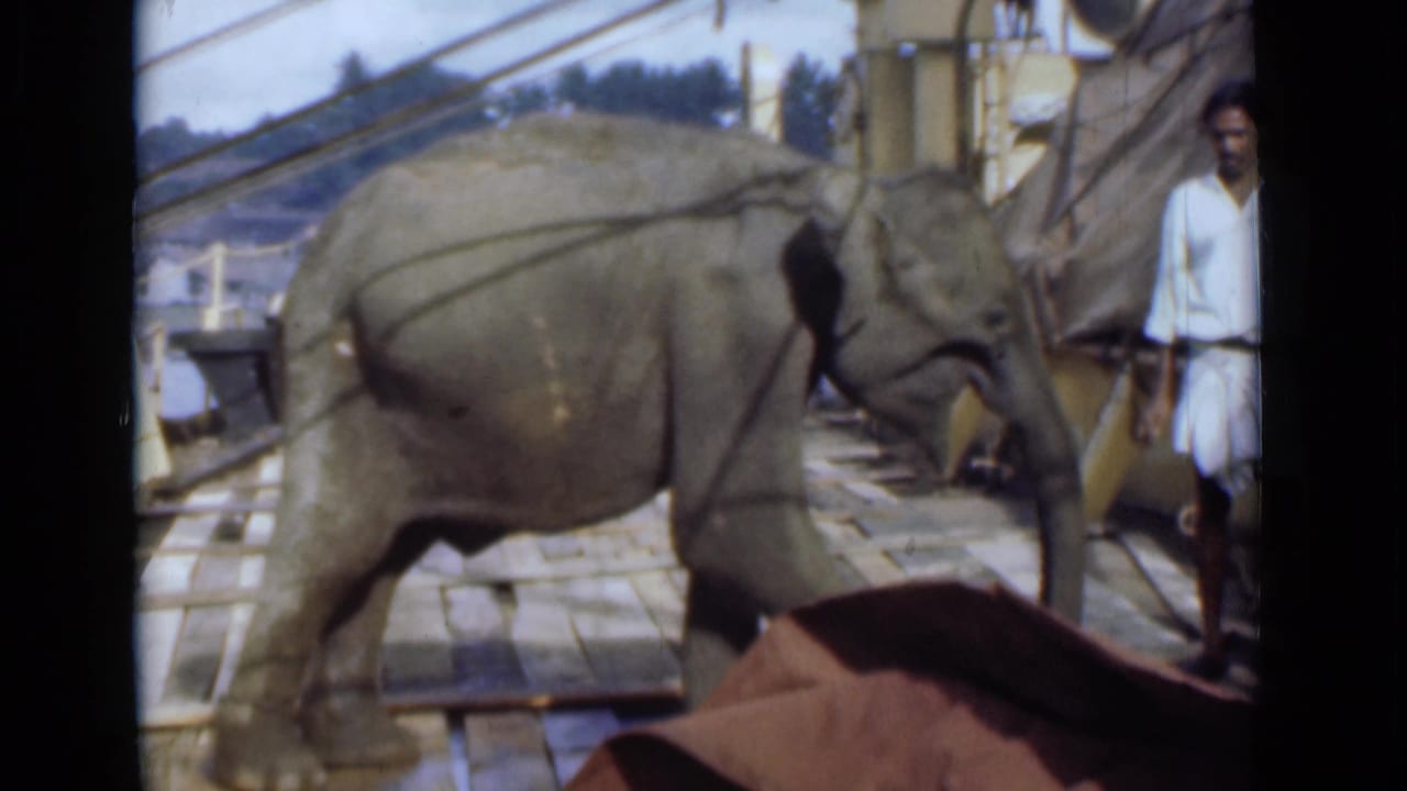 Adult elephant walks across a wooden deck, possibly on a ship, with a man in white clothing visible nearby in 1946 Colombo footage.